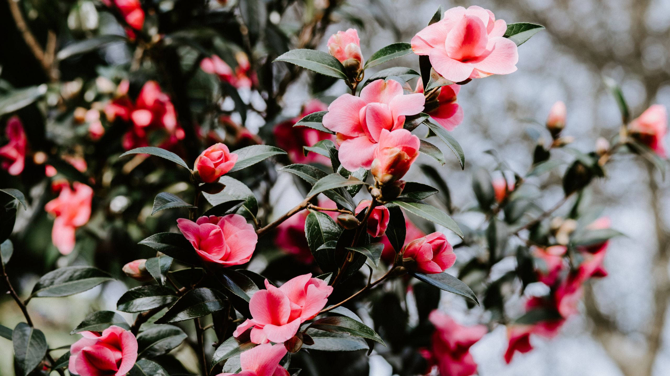 Camellia sasanqua, soft pink, glossy green leaves, 2K Desktop Wallpaper