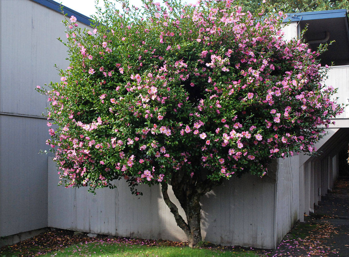 Camellia sasanqua, pink blossoms, green leaves, SD Desktop Wallpaper