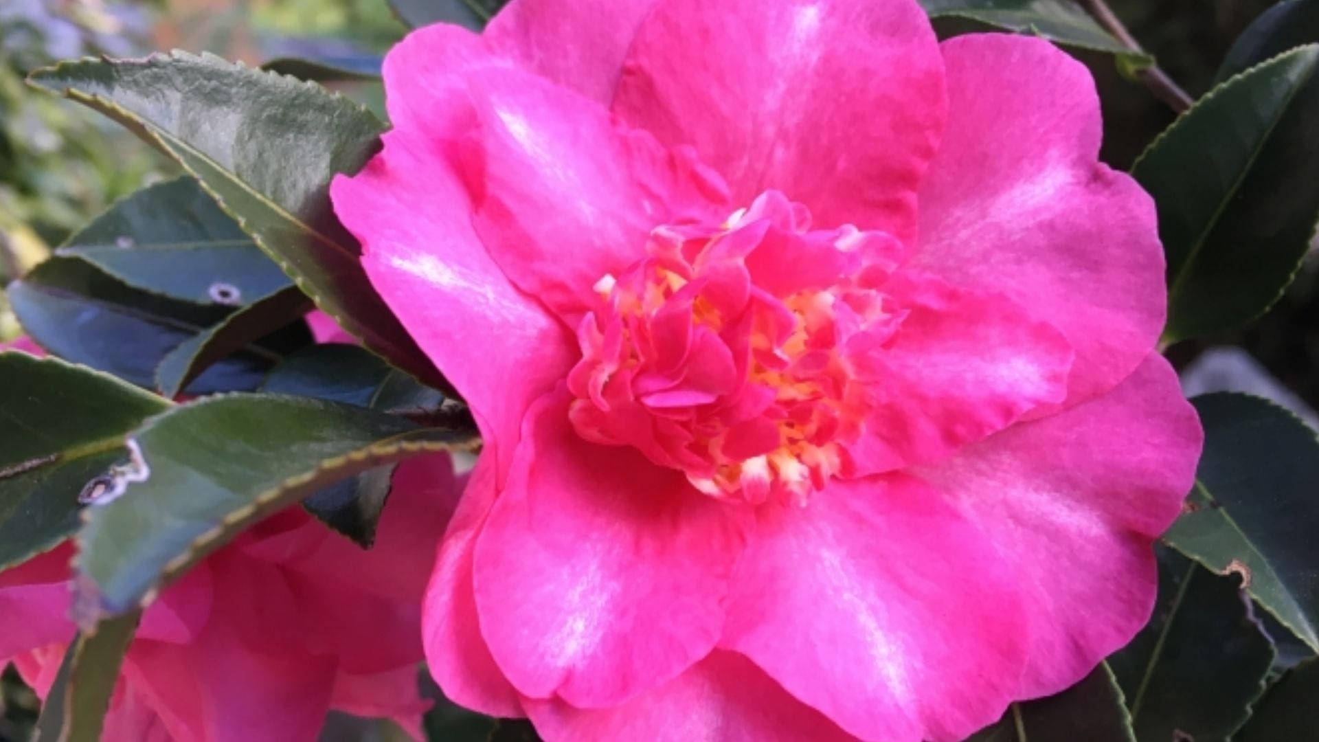 Camellia sasanqua, vibrant pink, layered petals, Full HD Desktop Wallpaper