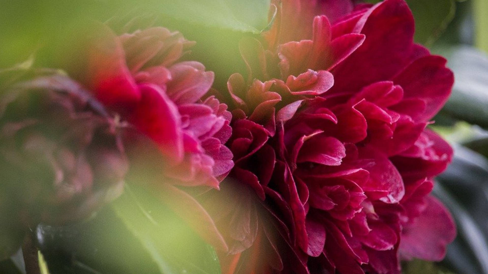 Camellia sasanqua, deep pink, peony blooms, Full HD Desktop Wallpaper