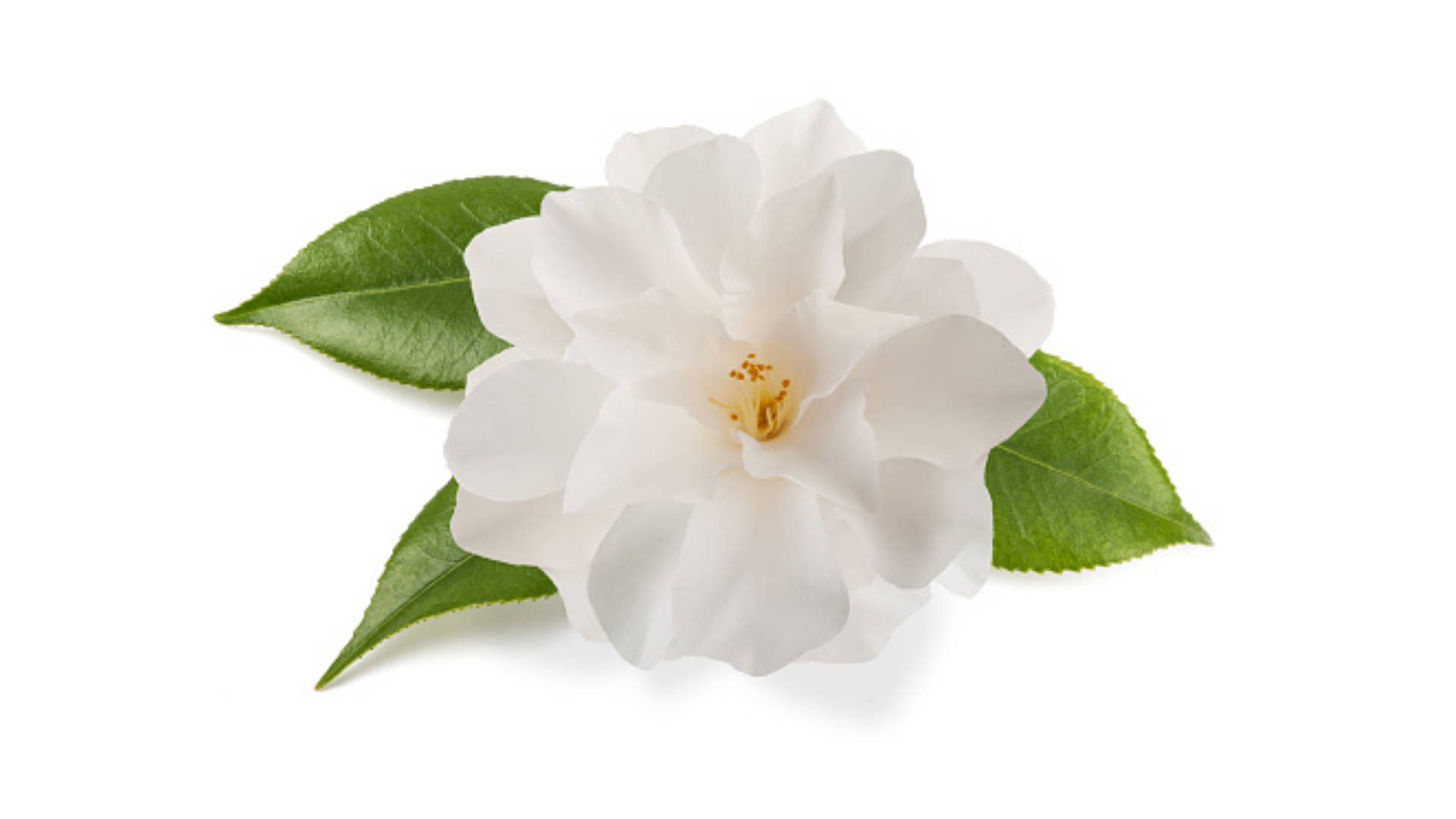 Camellia sasanqua, white camellia flower, delicate petals, Full HD Desktop Wallpaper