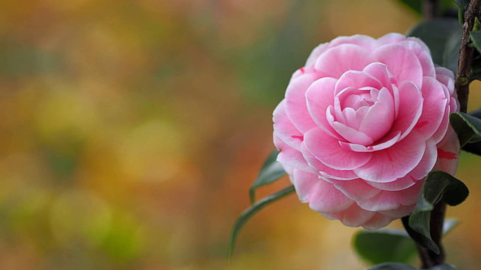 Pink Camellia Sasanqua, delicate pink camellia bloom, layered petals, Full HD Desktop Wallpaper