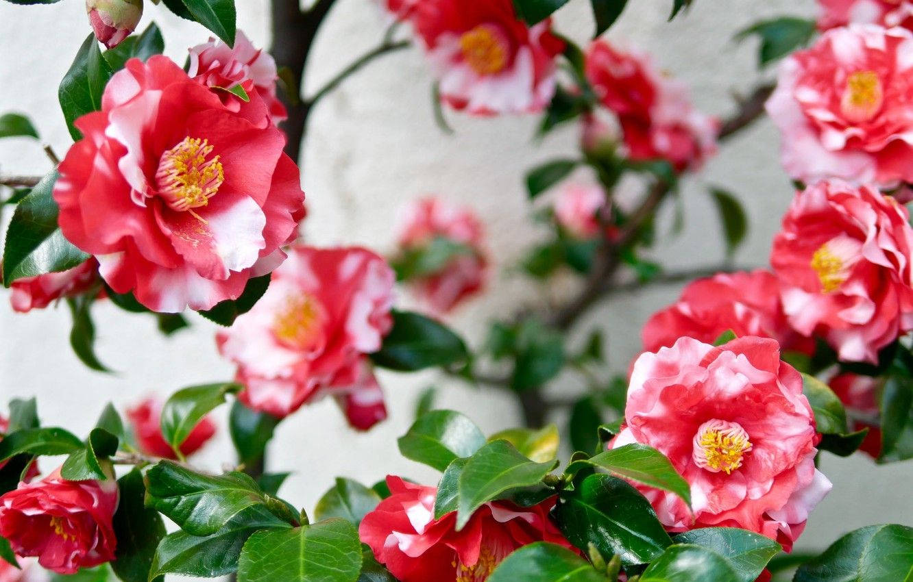 pink and white camellia sasanqua, vibrant pink and white camellia blossoms, yellow centers, HD Desktop Wallpaper
