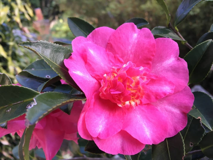 Camellia sasanqua, vibrant pink, glossy green leaves, SD Desktop Wallpaper