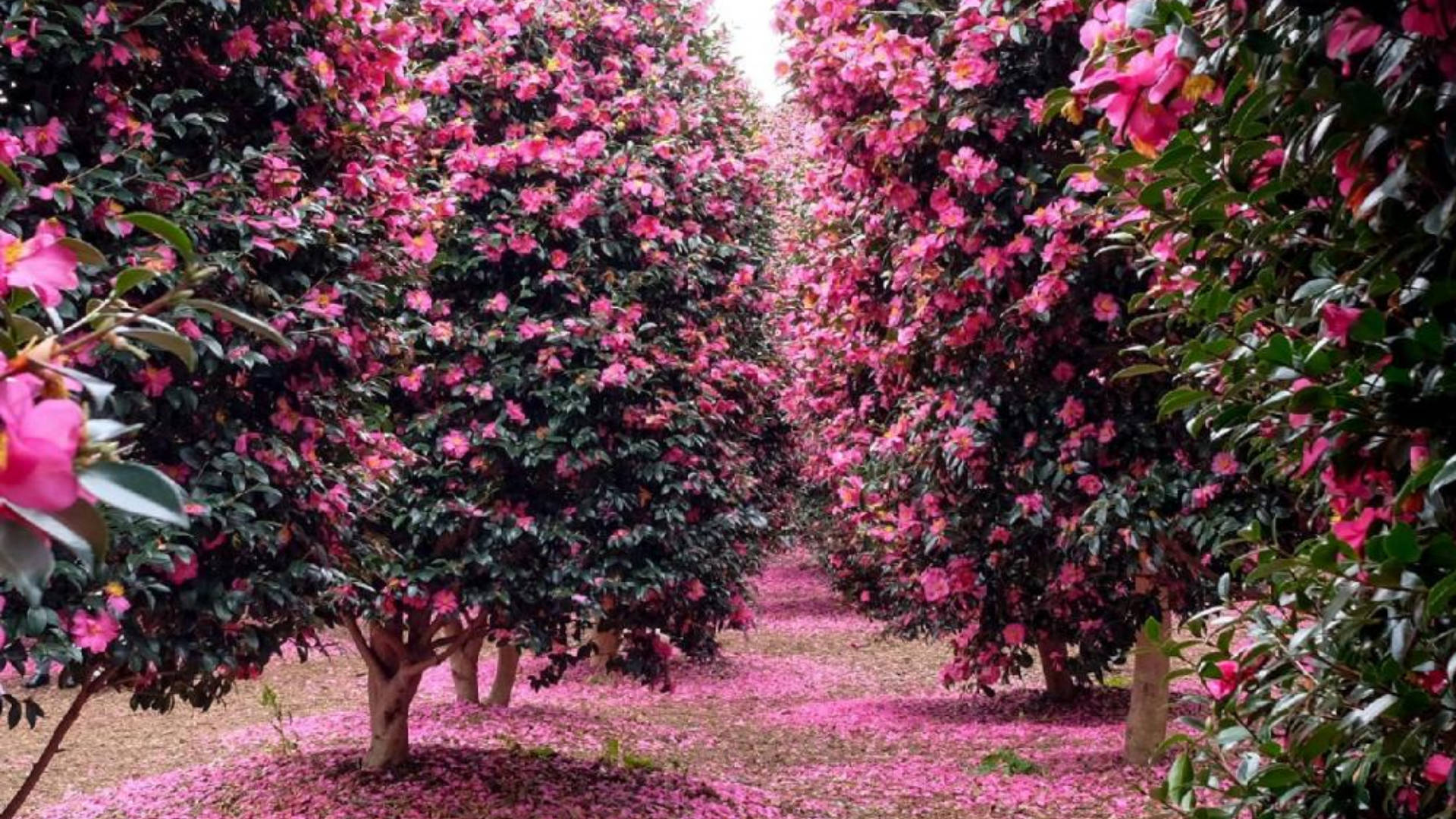 Camellia sasanqua, pink camellia trees, pathway, Full HD Desktop Wallpaper