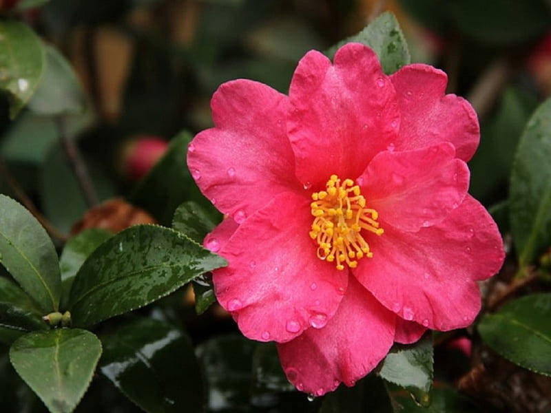 Camellia sasanqua, vibrant pink, dew drops, SD Desktop Wallpaper