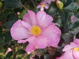 Camellia sasanqua, soft pink, bright yellow center, SD Desktop Wallpaper