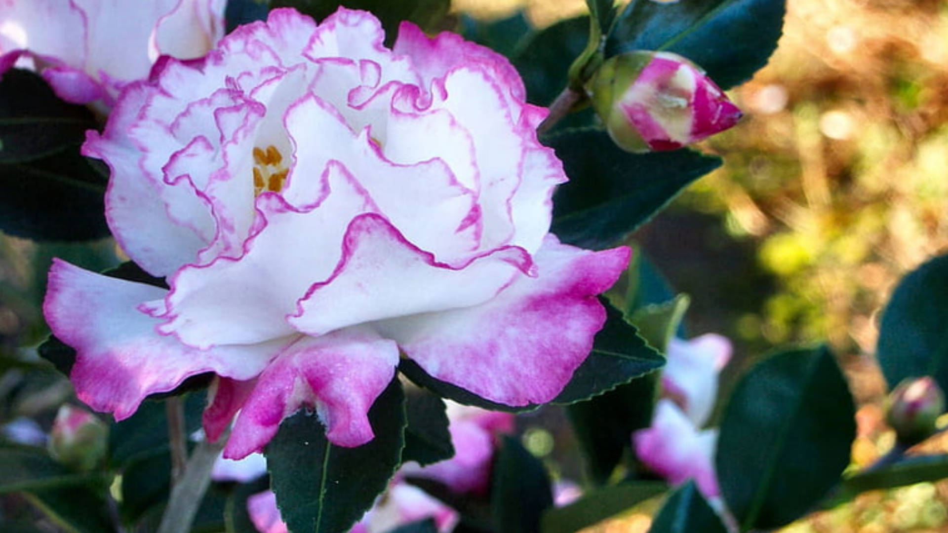 Camellia sasanqua, white camellia flower, delicate pink edges, Full HD Desktop Wallpaper