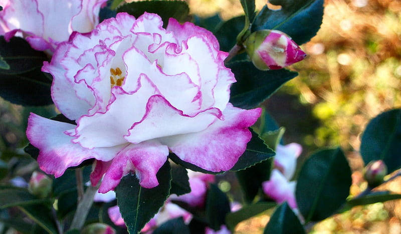 Camellia sasanqua, white and pink edged camellia flower, lush green leaves, SD Desktop Wallpaper