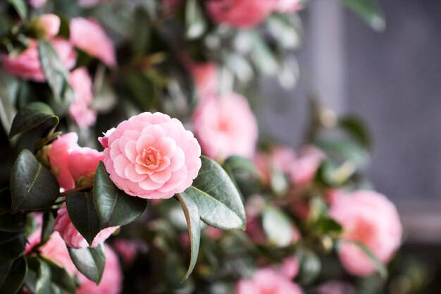 Camellia sasanqua, delicate pink camellia bloom, layered petals, SD Desktop Wallpaper
