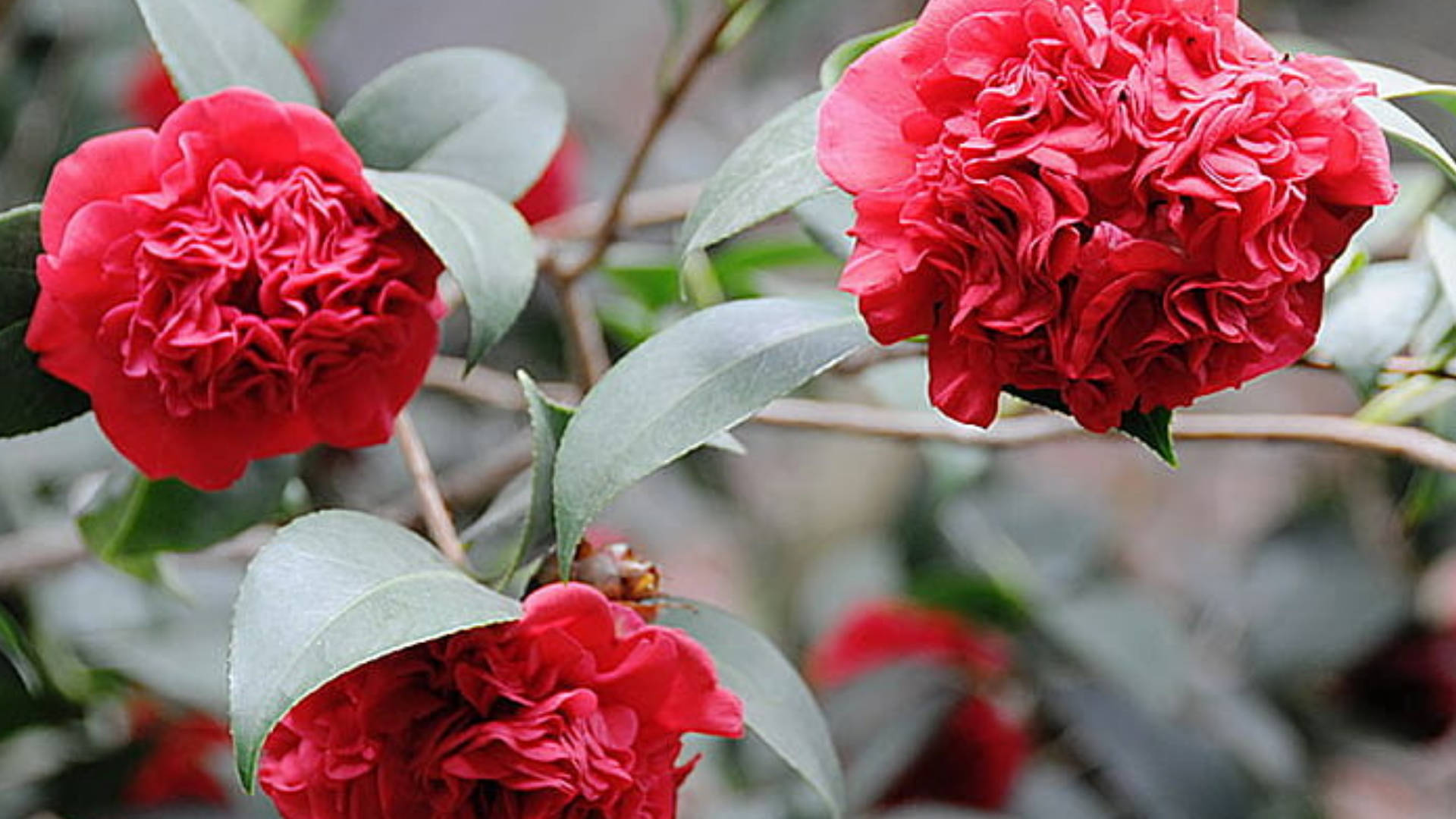 Camellia sasanqua, vibrant red, ruffled petals, Full HD Desktop Wallpaper