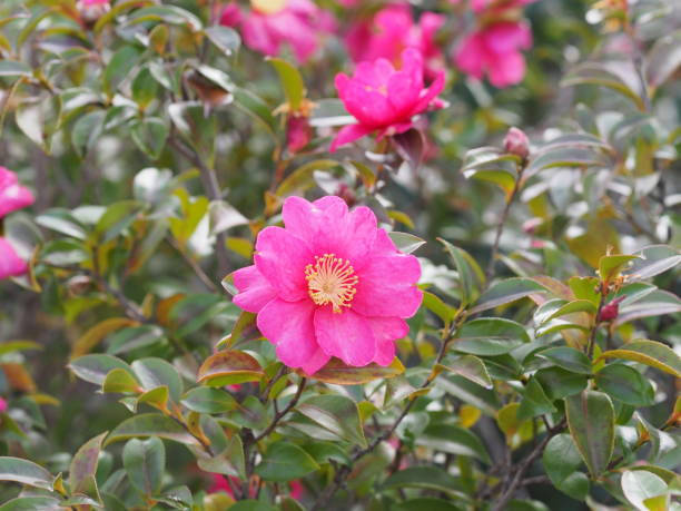 Camellia sasanqua, vibrant pink, morning light, SD Desktop Wallpaper