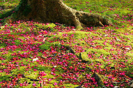 Camellia sasanqua, vibrant pink petals, lush green moss, SD Desktop Wallpaper