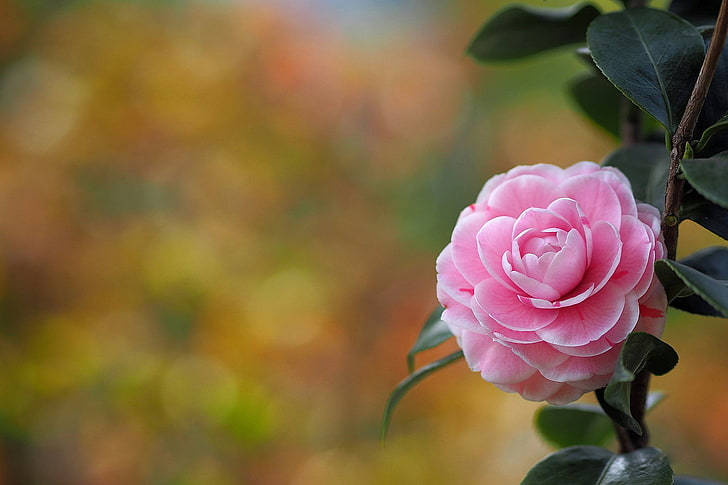Camellia sasanqua, vibrant, delicate pink, SD Desktop Wallpaper