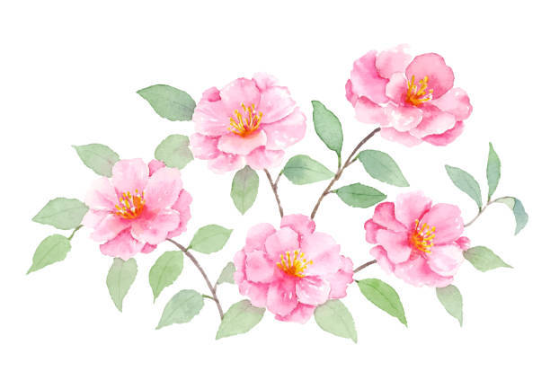 Camellia sasanqua, pink camellia flowers, green leaves, SD Desktop Wallpaper