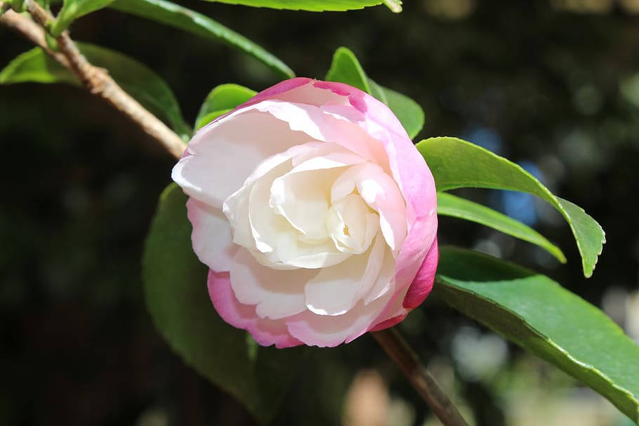 Camellia sasanqua, pink and white, lush green leaves, SD Desktop Wallpaper