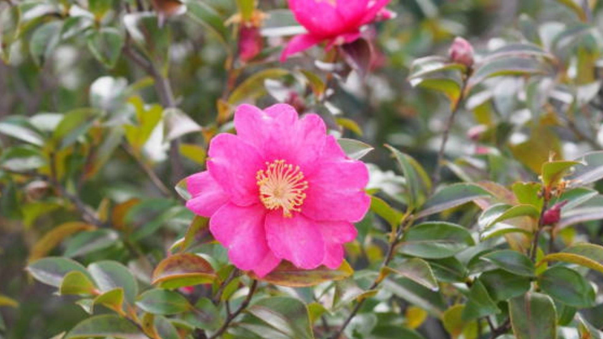Camellia sasanqua, vibrant pink, lush green foliage, Full HD Desktop Wallpaper