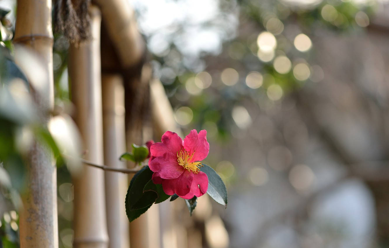 Camellia sasanqua, vibrant pink, bamboo, HD Desktop Wallpaper