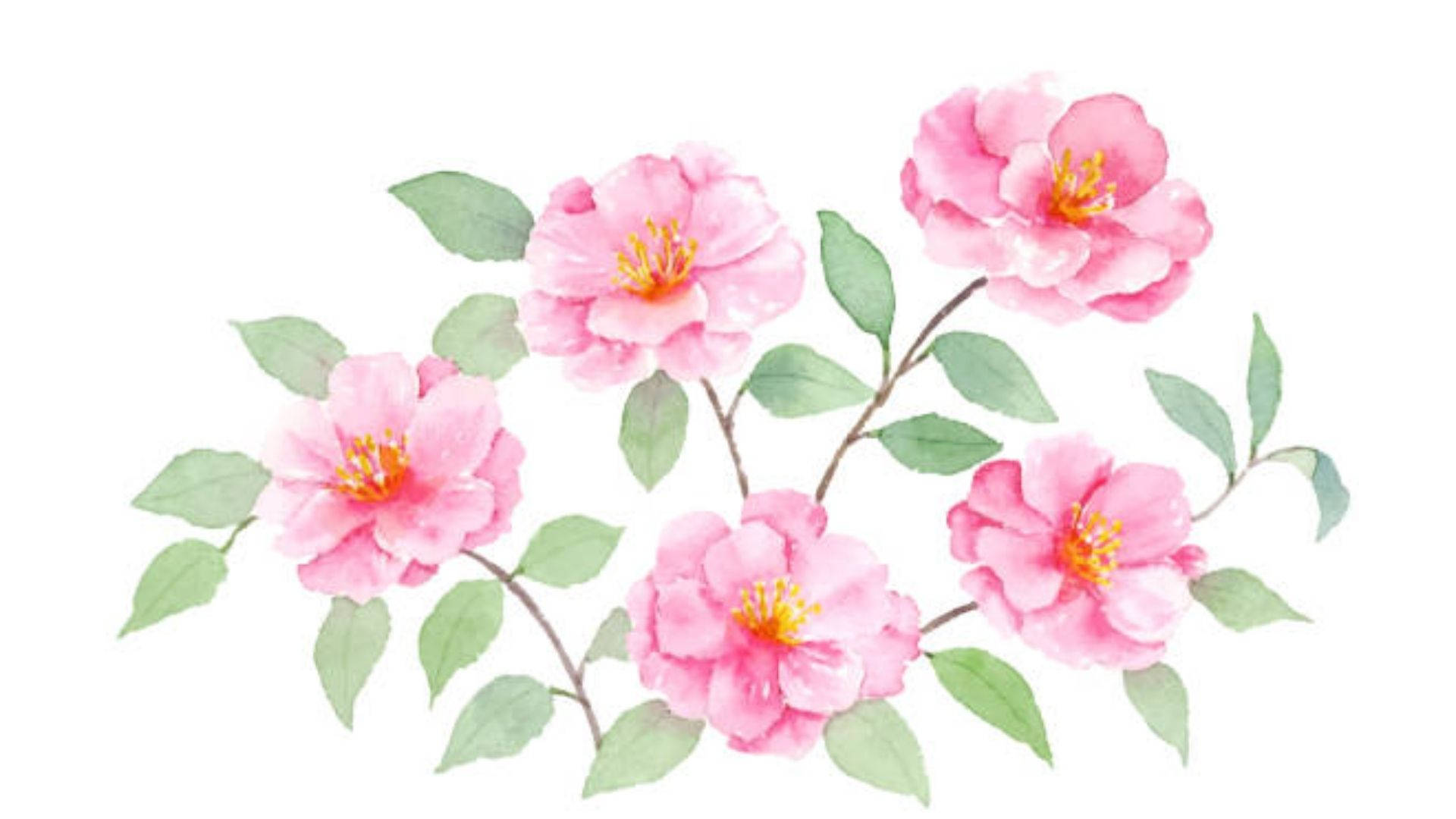 Camellia sasanqua, pink camellia blossoms, yellow centers, Full HD Desktop Wallpaper