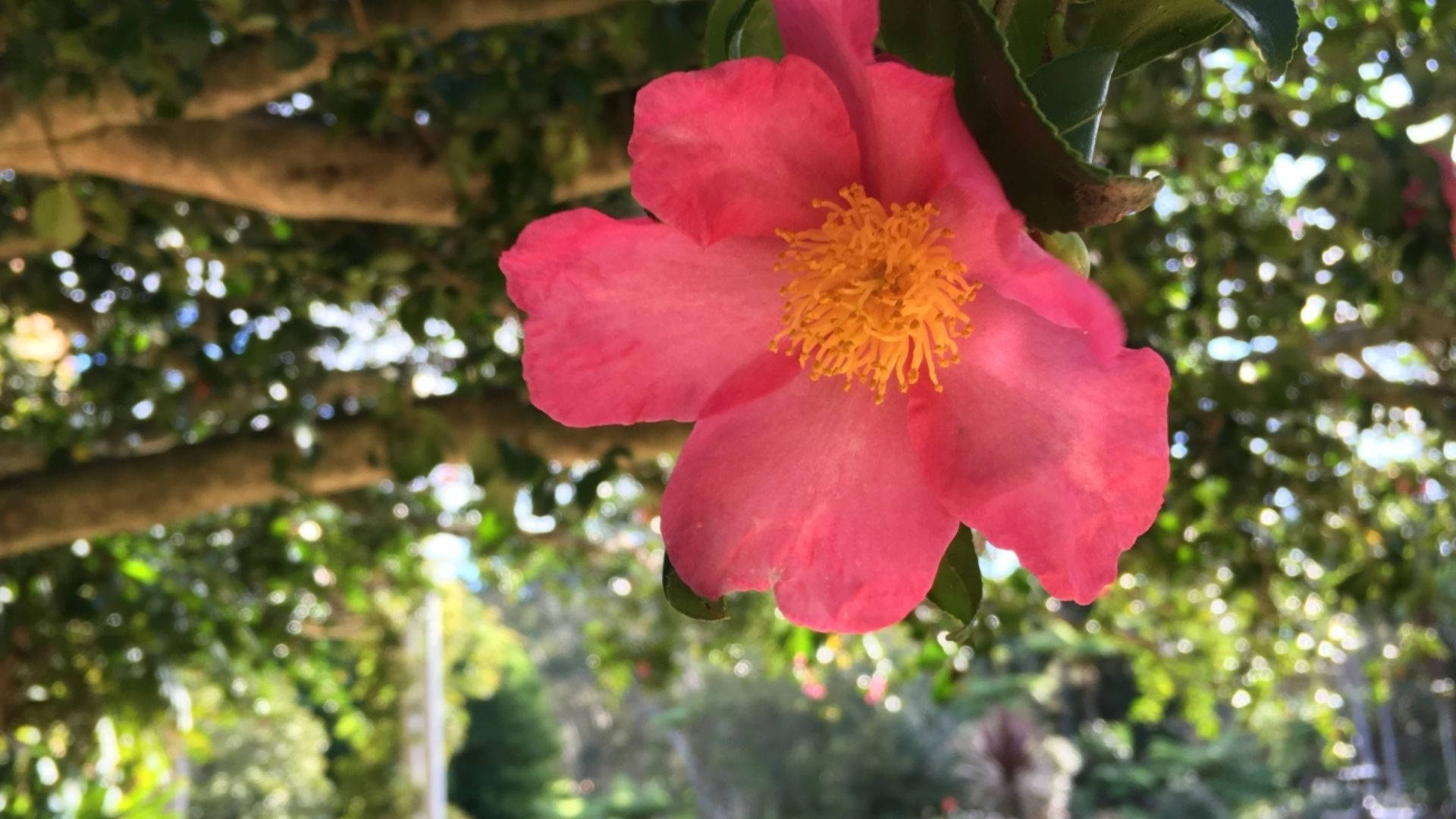 Camellia sasanqua, vibrant pink, golden center, Full HD Desktop Wallpaper