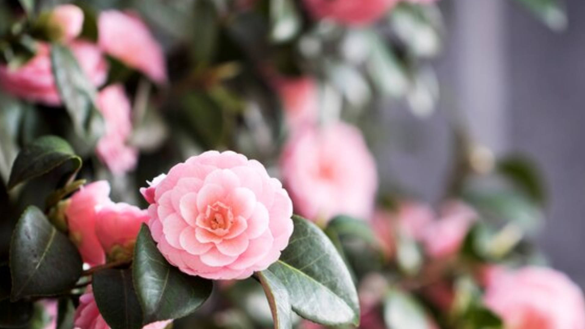 Camellia sasanqua, pink camellia flower, softly blurred background, Full HD Desktop Wallpaper