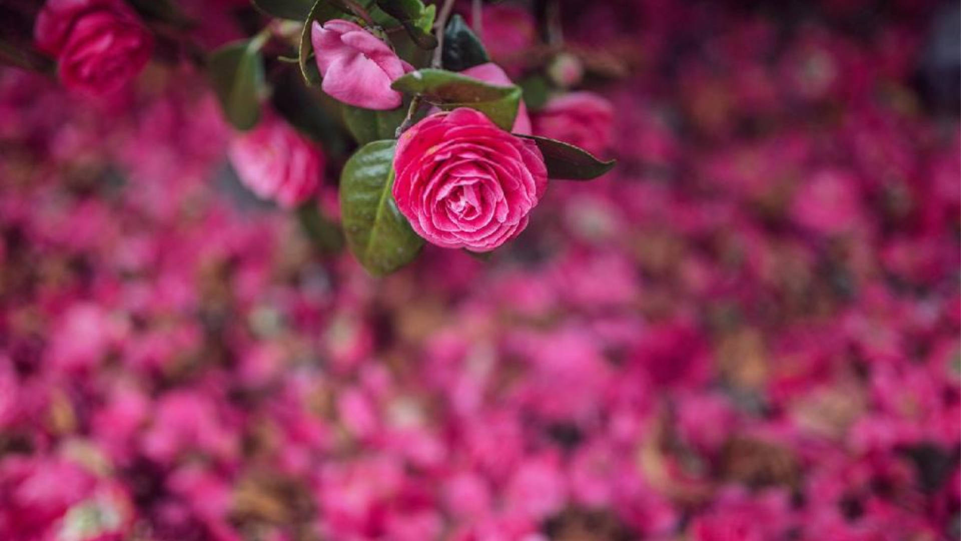 Camellia sasanqua, vibrant pink camellia bloom, lush green leaves, Full HD Desktop Wallpaper