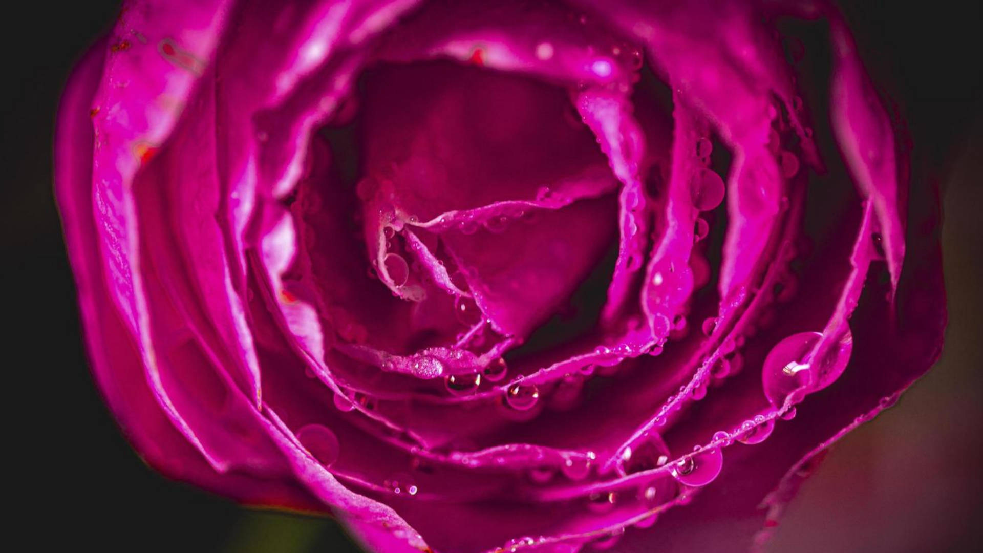 Camellia sasanqua, magenta, water droplets, Full HD Desktop Wallpaper