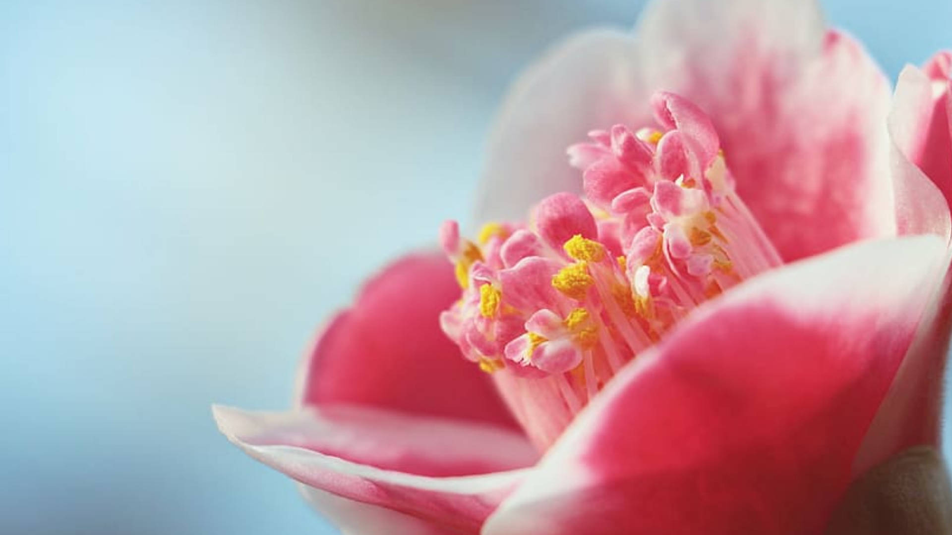 Pink Camellia Sasanqua, delicate pink flower, soft white edges, Full HD Desktop Wallpaper