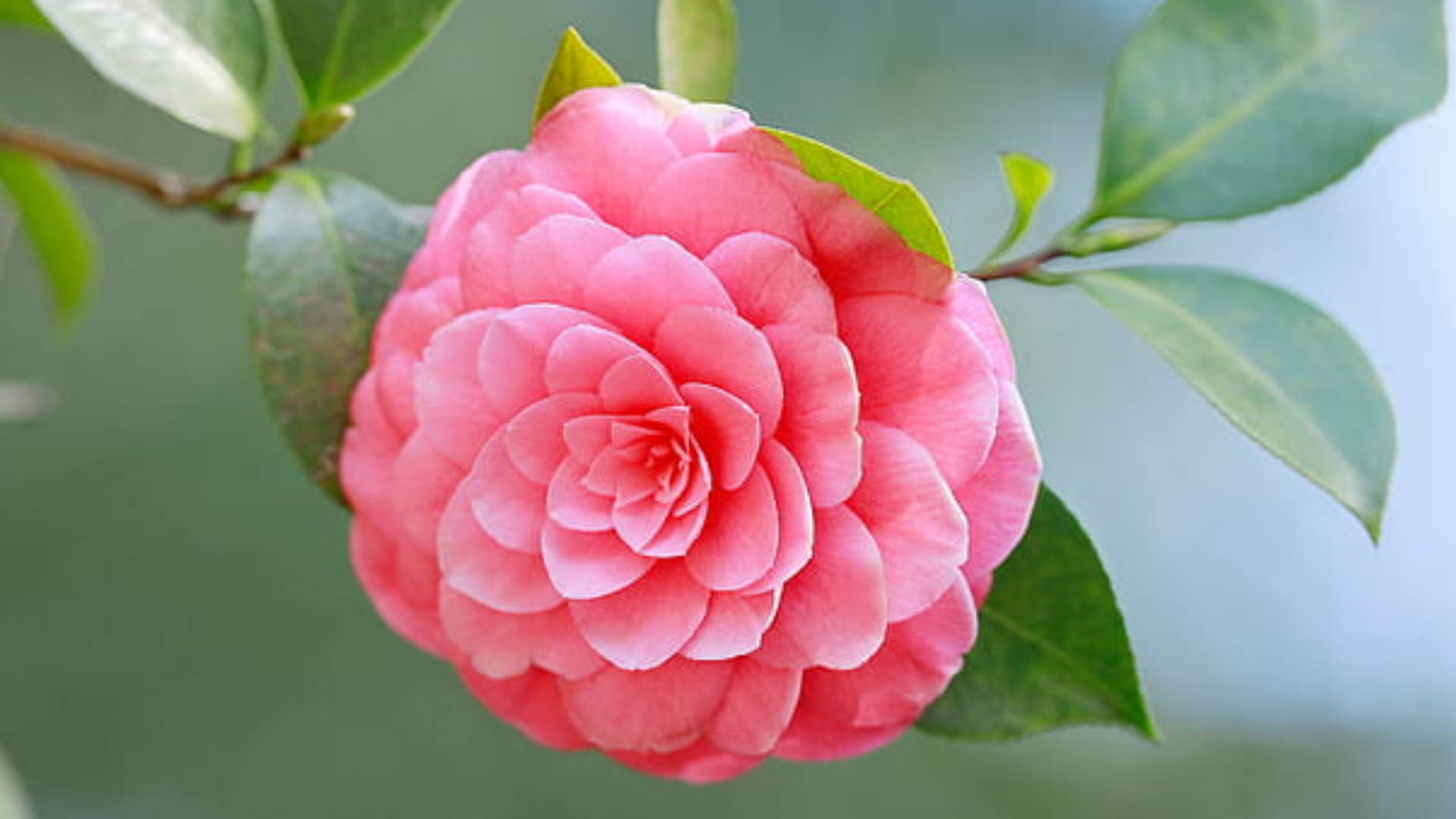 Camellia sasanqua, vibrant pink, layered petals, Full HD Desktop Wallpaper