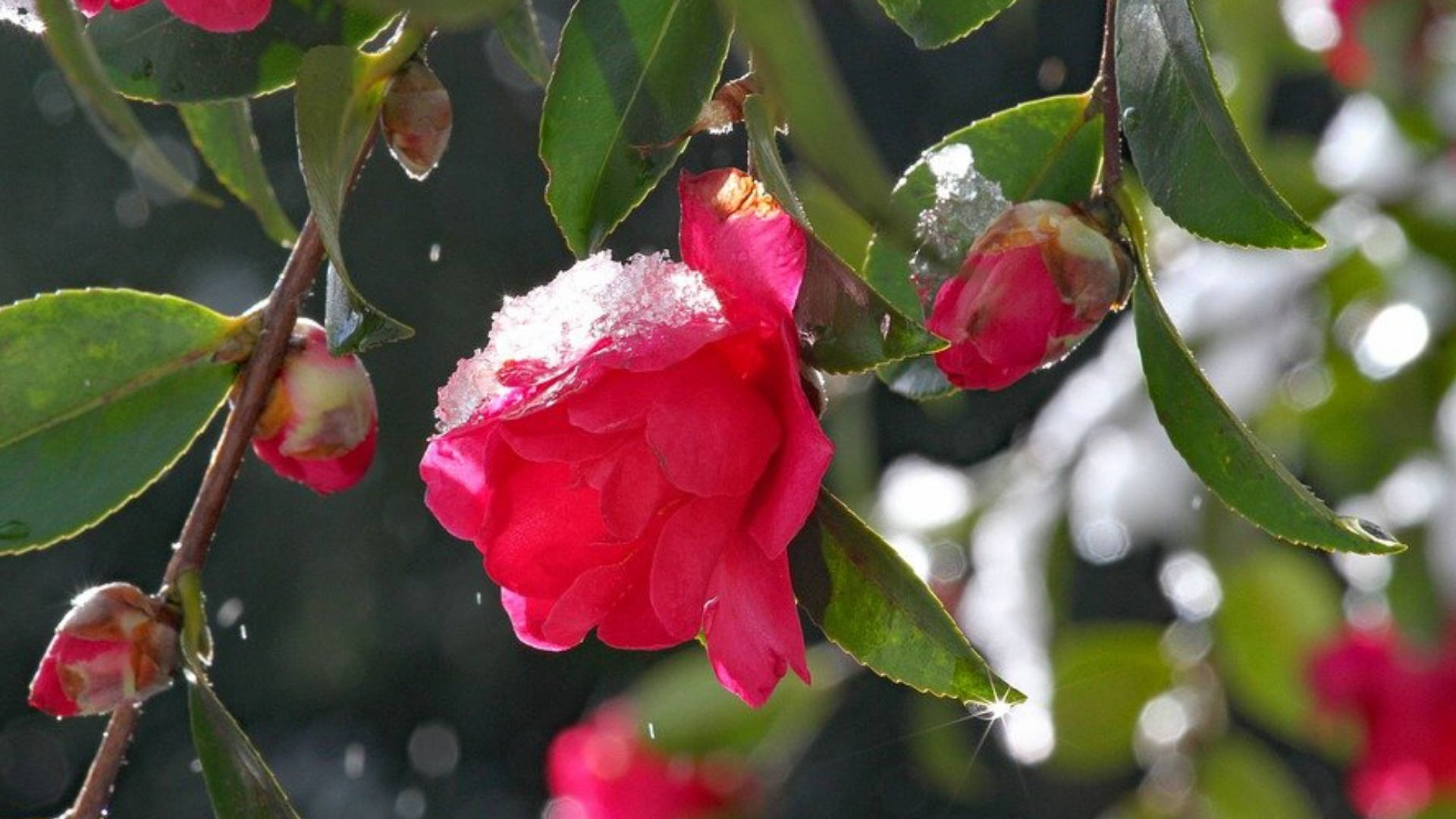 Camellia sasanqua, vibrant pink, frost, Full HD Desktop Wallpaper
