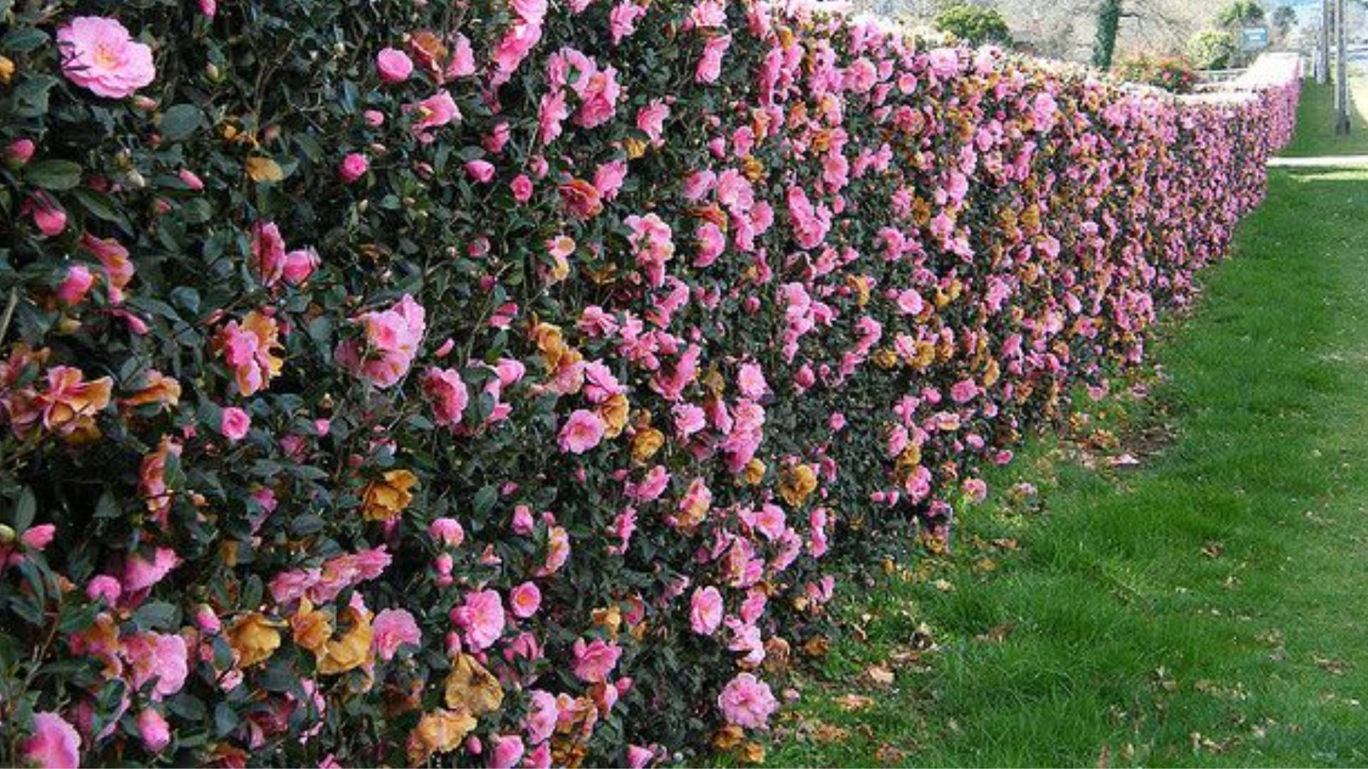 Camellia sasanqua, vibrant pink, yellow, Full HD Desktop Wallpaper