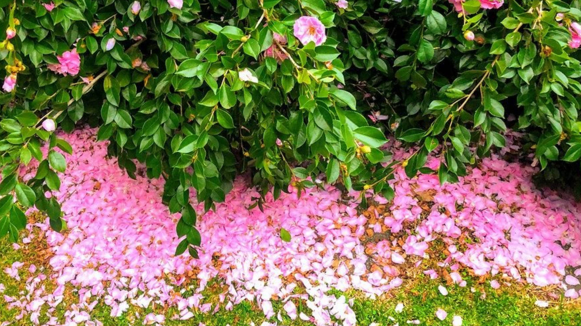Camellia sasanqua, pink camellia petals, lush green bush, Full HD Desktop Wallpaper