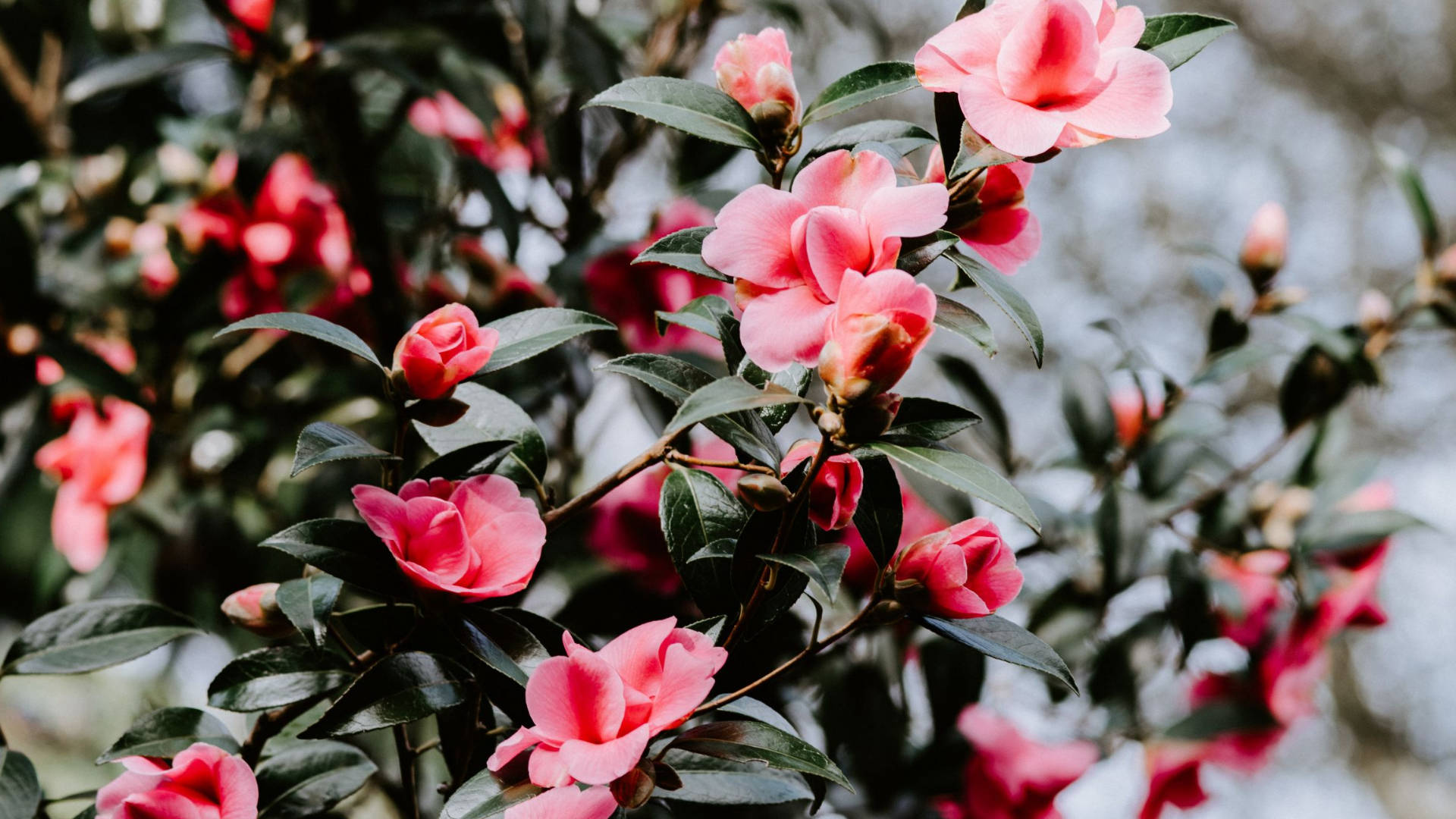 Camellia sasanqua, vibrant pink, glossy green leaves, Full HD Desktop Wallpaper