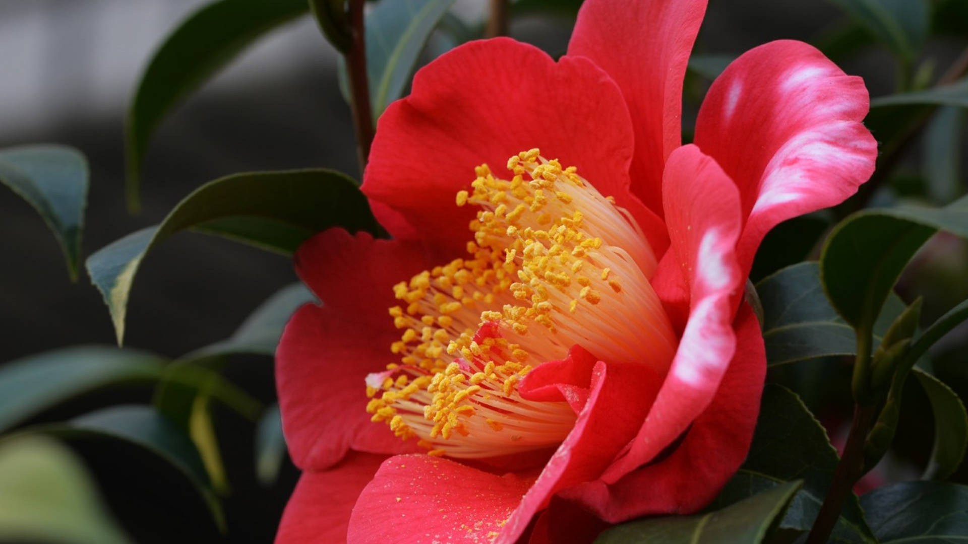 red camellia sasanqua flower, vibrant red, yellow stamens, Full HD Desktop Wallpaper