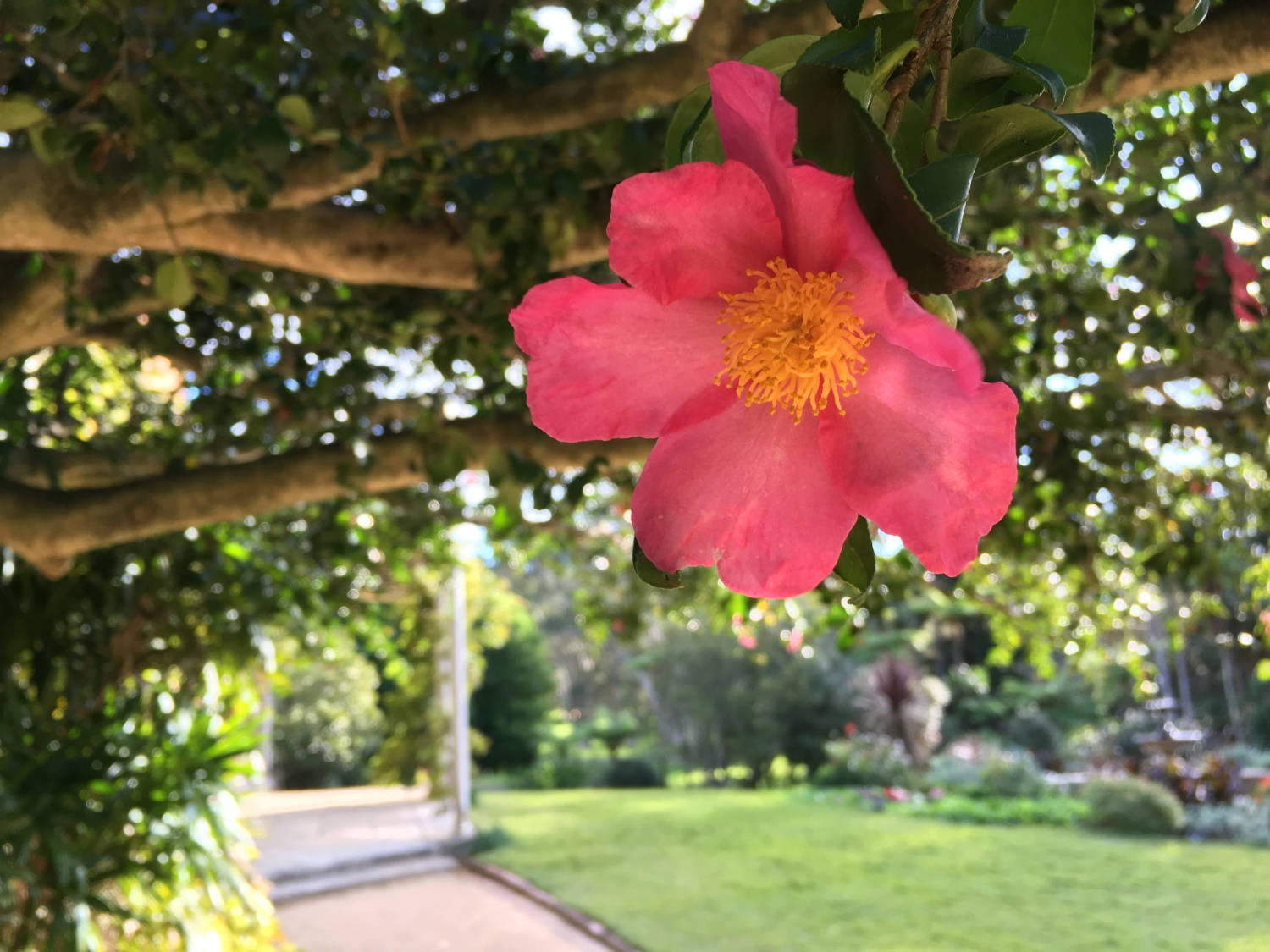 Camellia sasanqua, vibrant pink, golden center, HD Desktop Wallpaper