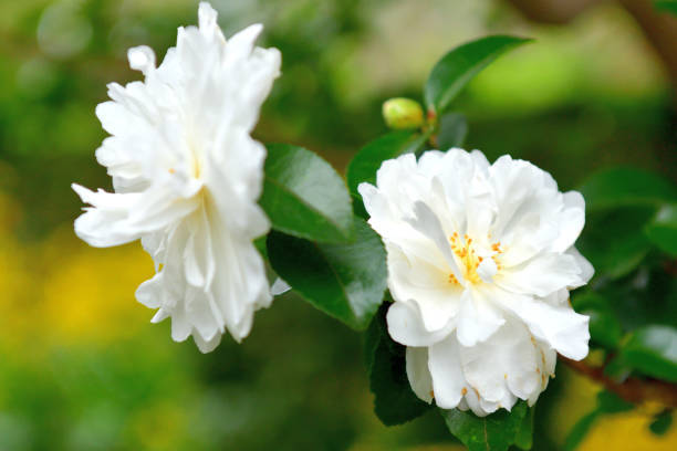 Camellia sasanqua, white camellia blossoms, yellow stamens, SD Desktop Wallpaper