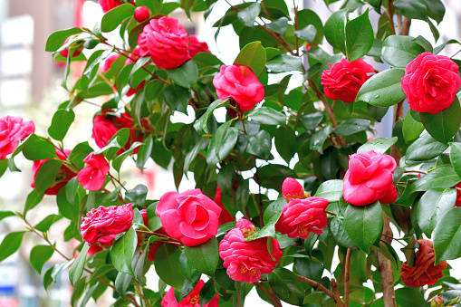 Camellia sasanqua, vibrant red, glossy green leaves, SD Desktop Wallpaper