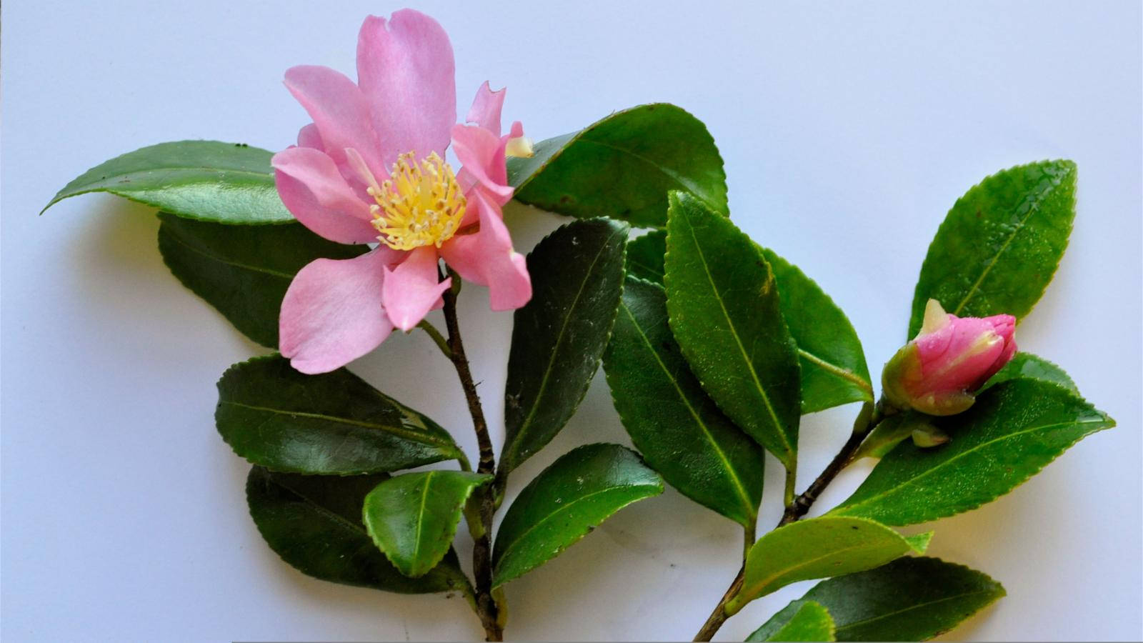 Camellia sasanqua, delicate pink camellia flower, yellow stamens, HD Desktop Wallpaper