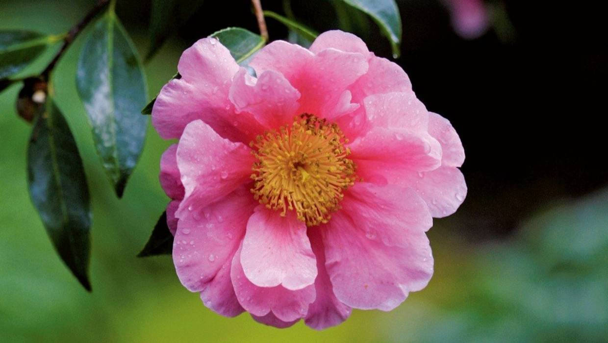 stunning pink camellia sasanqua, vibrant pink camellia blossom, dew drops, SD Desktop Wallpaper