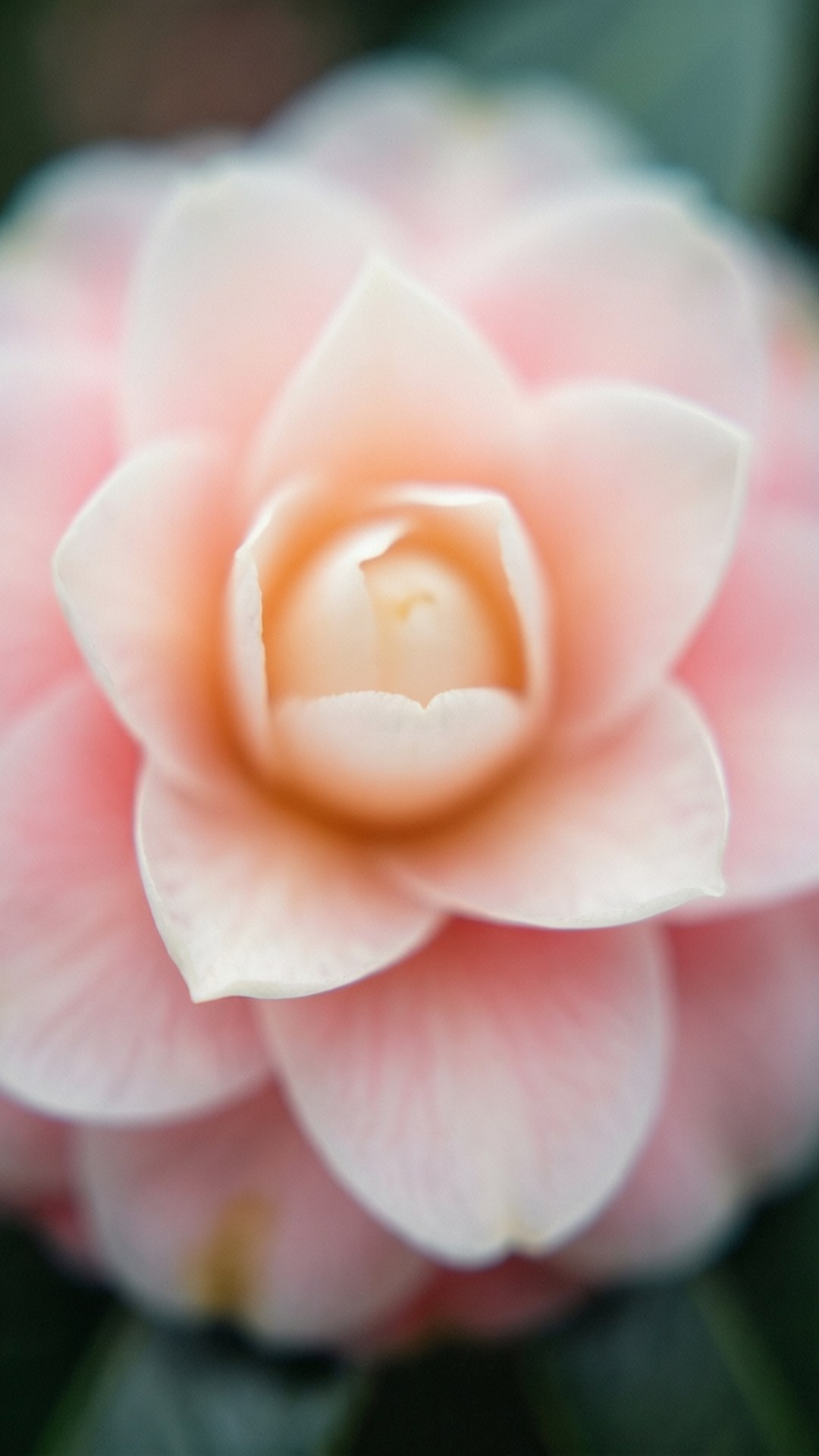 Dreamy Petal Blur, soft pink camellia bloom, delicate layered petals, Full HD Phone Wallpaper