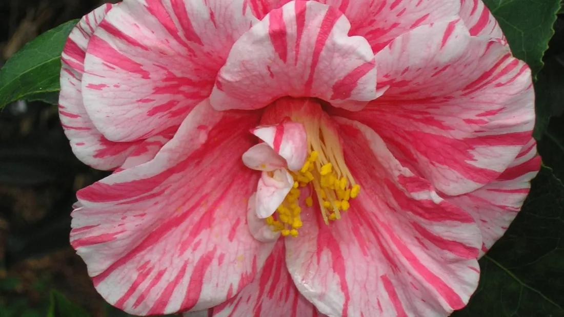 Camellia