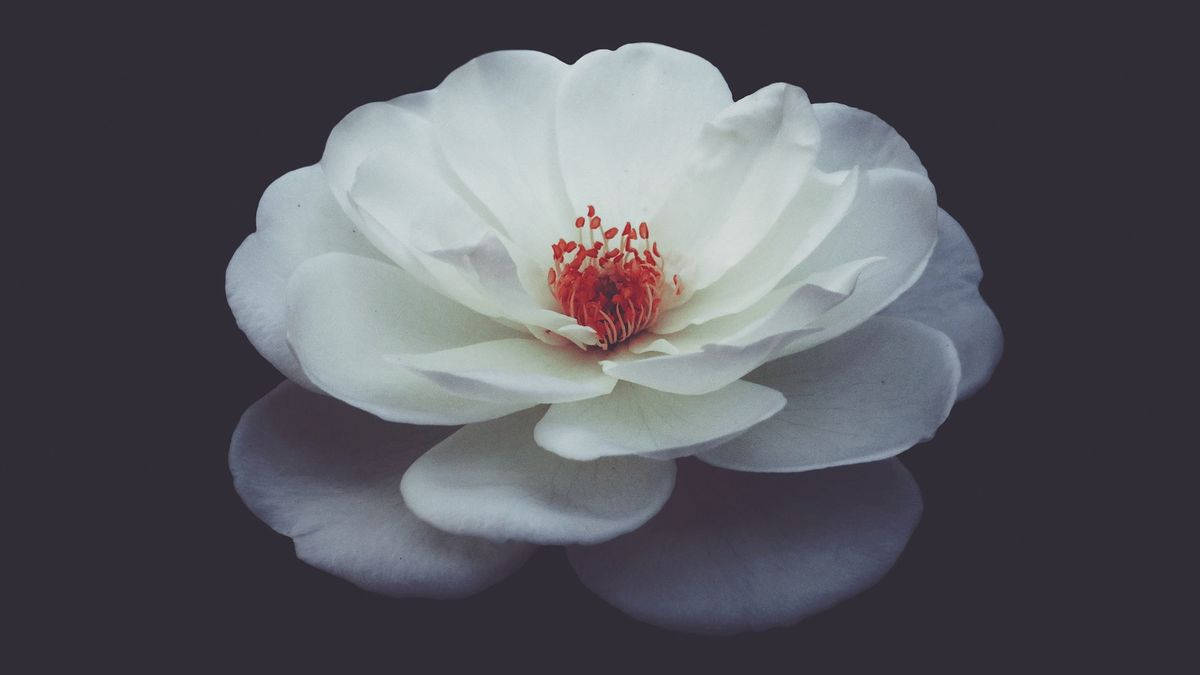 white camellia sasanqua, pristine white rose, vivid red center, SD Desktop Wallpaper