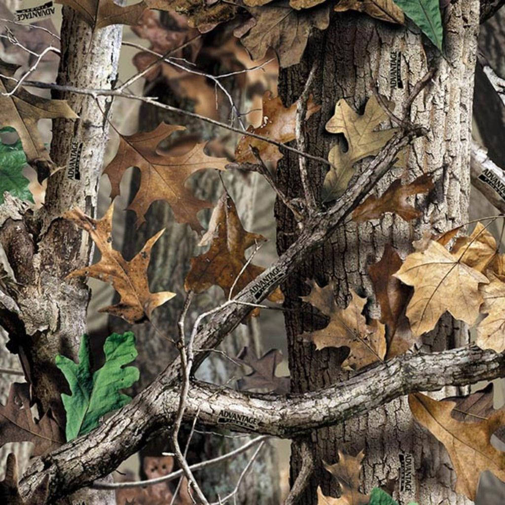 camo oak tree, autumn oak trees, brown leaves, SD Desktop Wallpaper