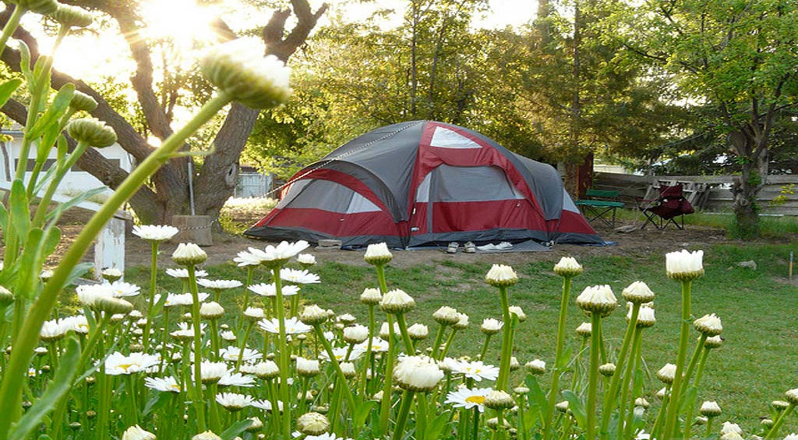 garden camping, red and gray camping tent, sunlit backyard, 2K Desktop Wallpaper