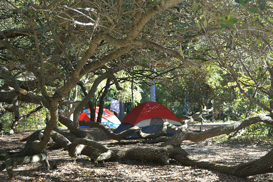 red and blue camping tent, gnarled trees, sun-dappled forest clearing, SD Desktop Wallpaper