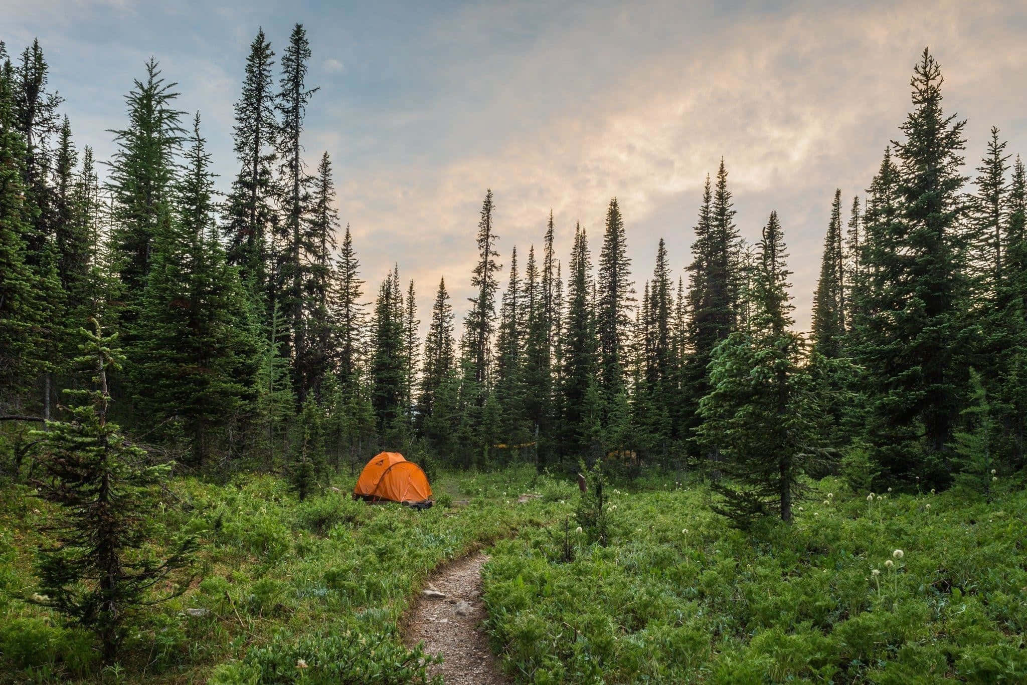 orange tent, lush green forest clearing, dusk, Full HD Desktop Wallpaper