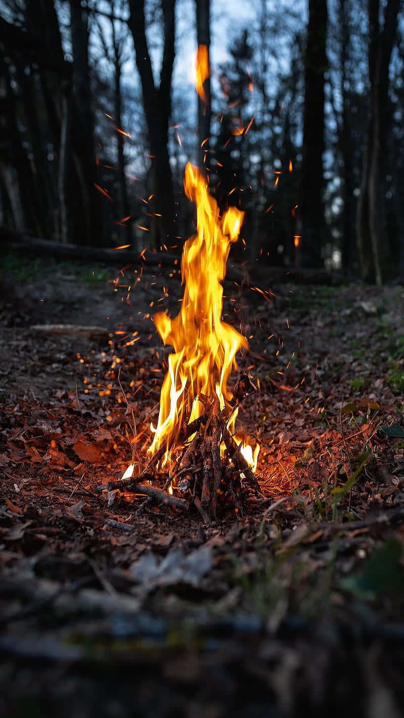 burning twigs, forest, campfire, HD Phone Wallpaper