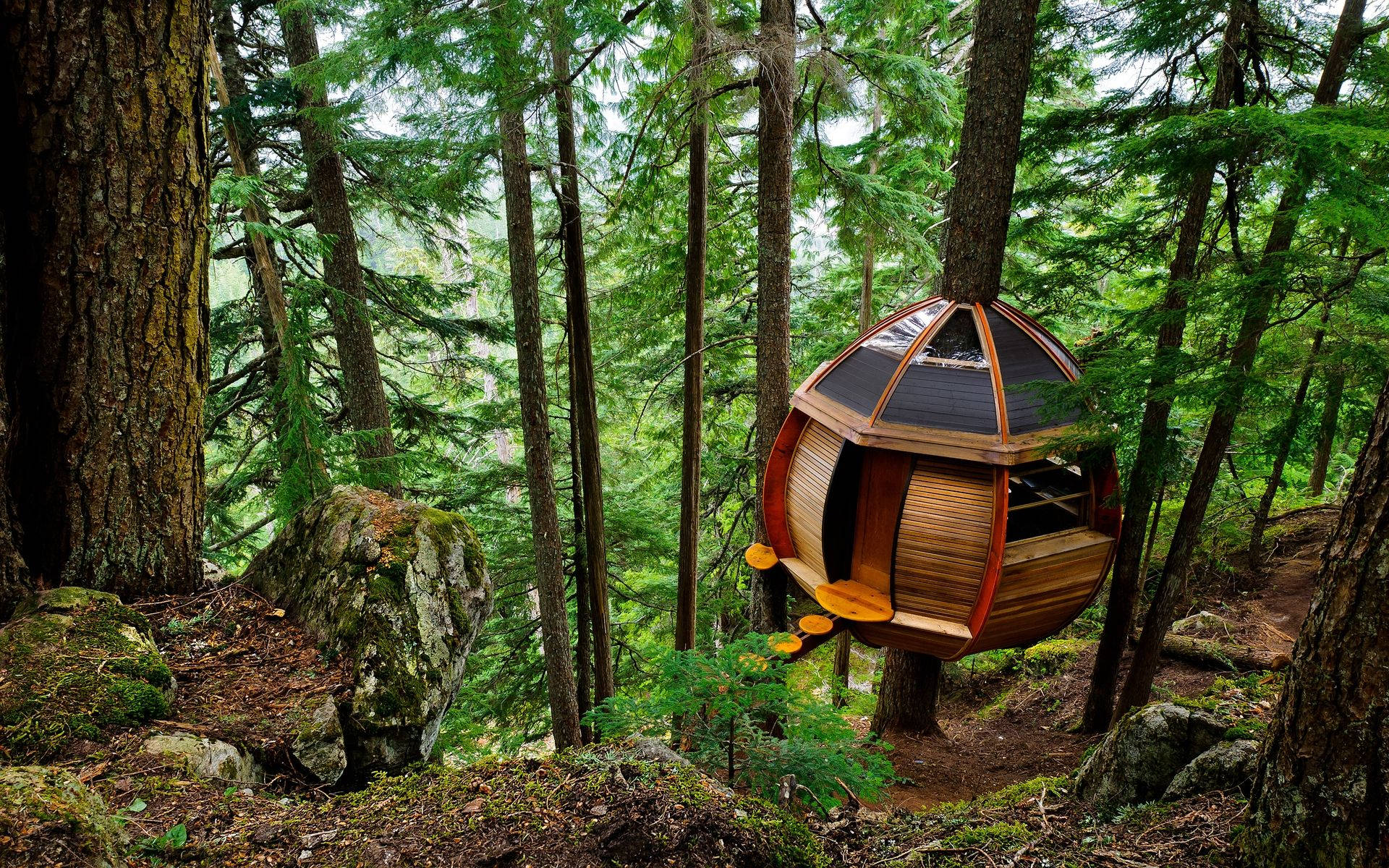 tree house, glass dome, evergreen trees, Full HD Desktop Wallpaper