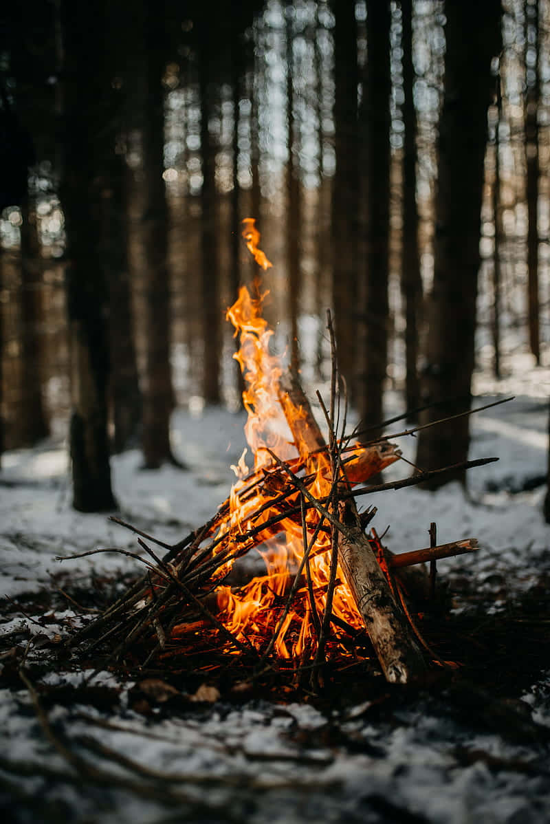 campfire, snowy ground, snowy forest, SD Phone Wallpaper