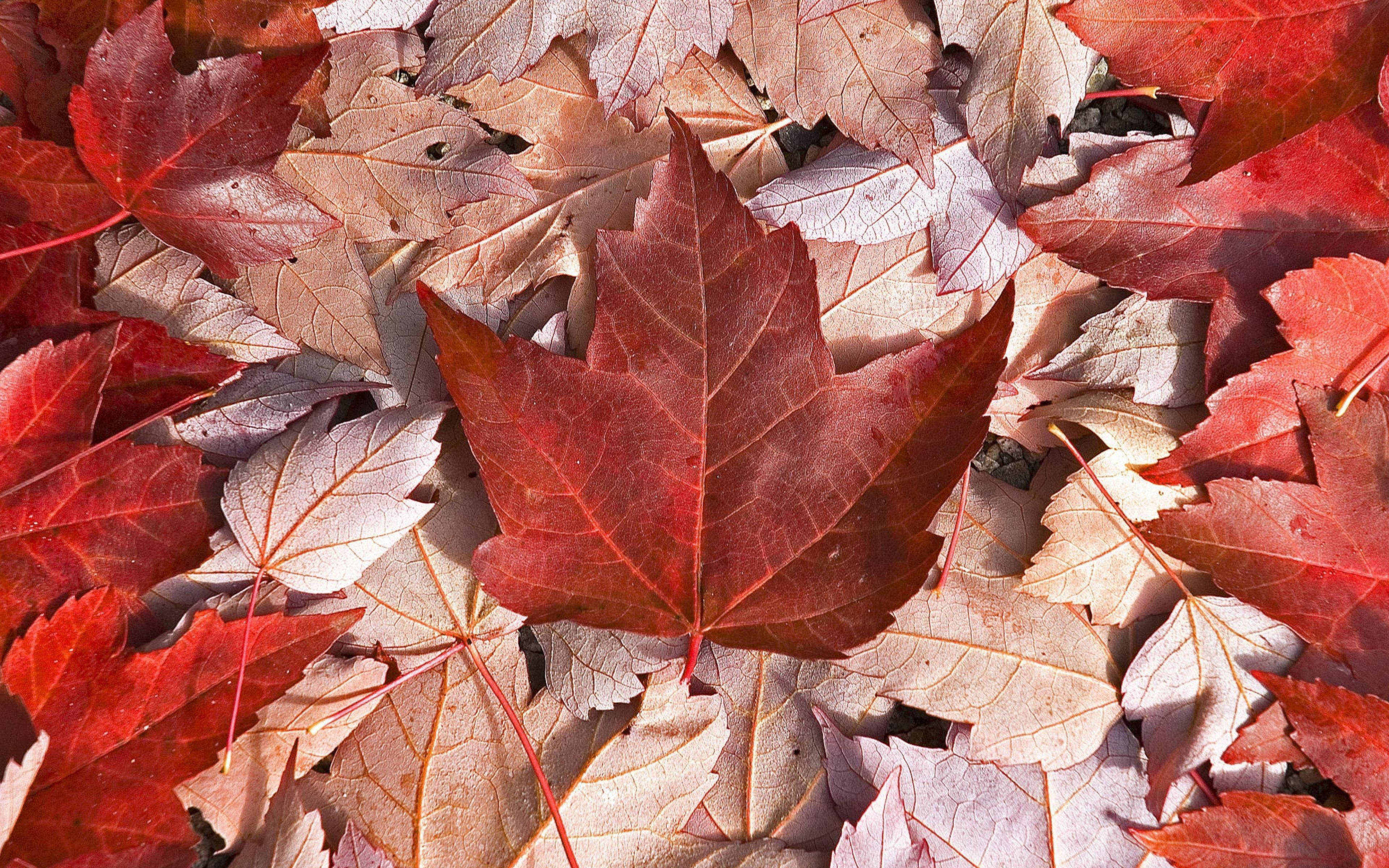 Canada flag, maple leaves, vibrant red, 4K Desktop Wallpaper